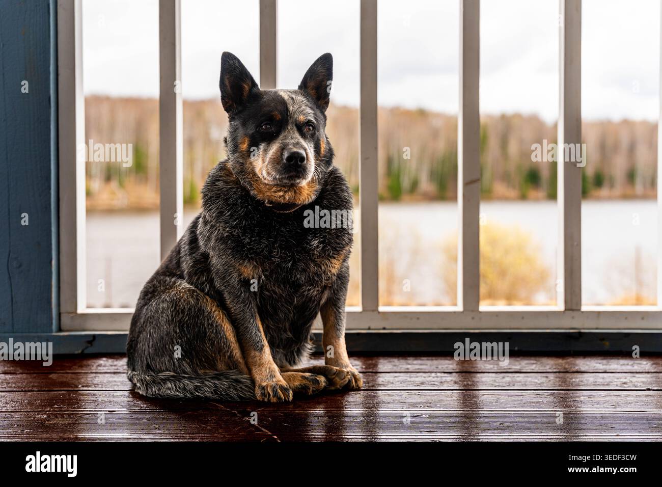 Blue Heeler fait face à la fenêtre à l'aube, Soft Mist planant au-dessus du lac, oreilles piquées, expression réfléchissante, Cool palette, ambiance d'attente sur la terrasse en bois, Banque D'Images