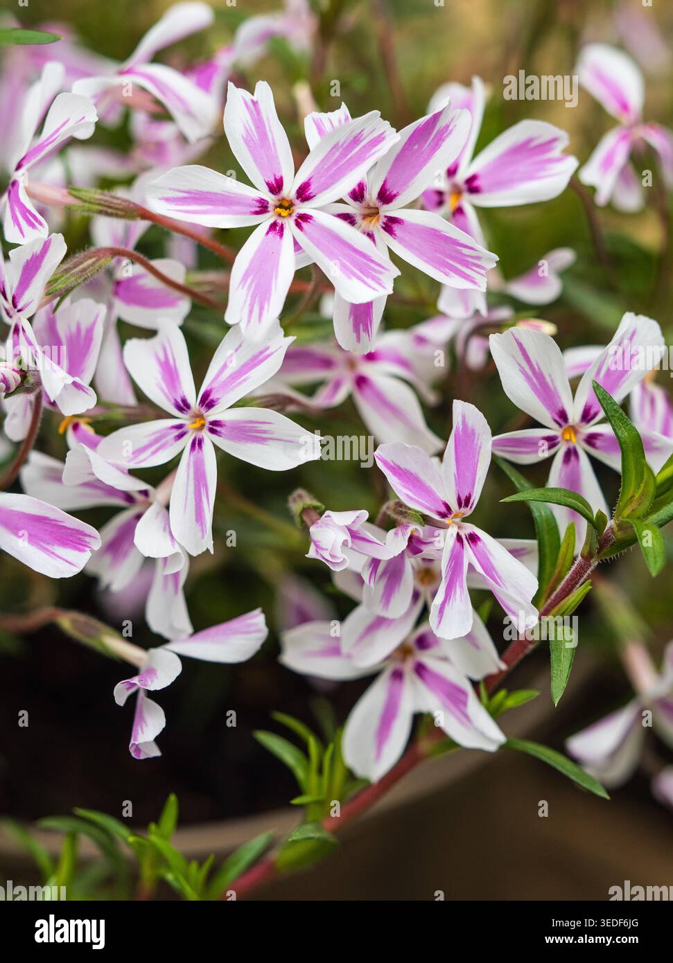 Fleurs printanières tardives du phlox de mousse pérenne rustique, Phlox subulata « Candy Stripe » Banque D'Images