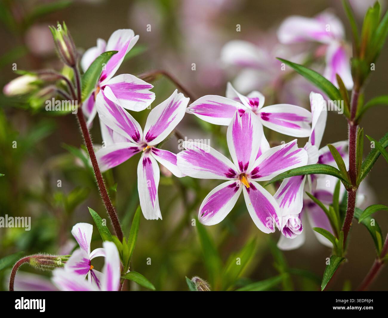 Fleurs printanières tardives du phlox de mousse pérenne rustique, Phlox subulata « Candy Stripe » Banque D'Images