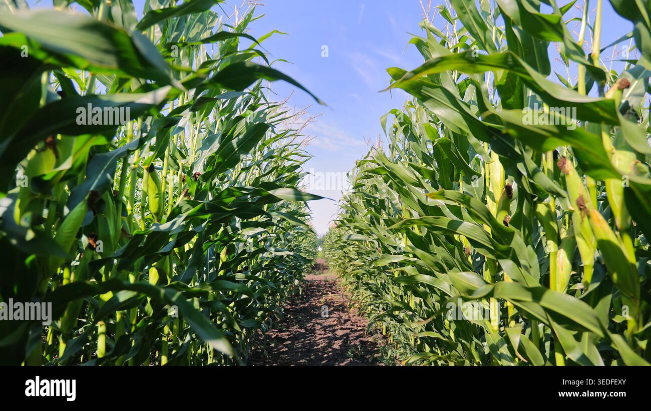 Green Cornfield Rows sous Blue Summer Sky. De grandes plantes de maïs vert poussent dans des rangées agricoles soignées sous la lumière du soleil et un ciel bleu clair d'été. Banque D'Images