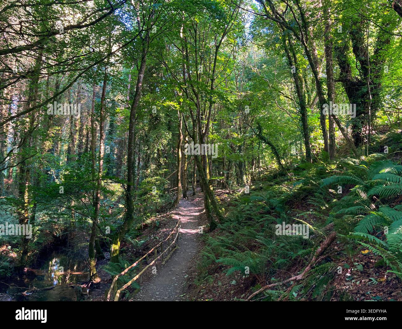 sentier forestier Banque D'Images