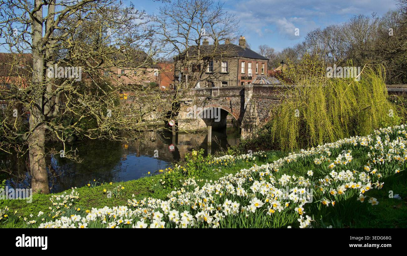 Jonquilles de printemps près de la rivière Wensum, Norwich. Pont Bishop en pierre historique du XIVe siècle avec pub Red Lion en arrière-plan. Voyage pittoresque au Royaume-Uni. Banque D'Images