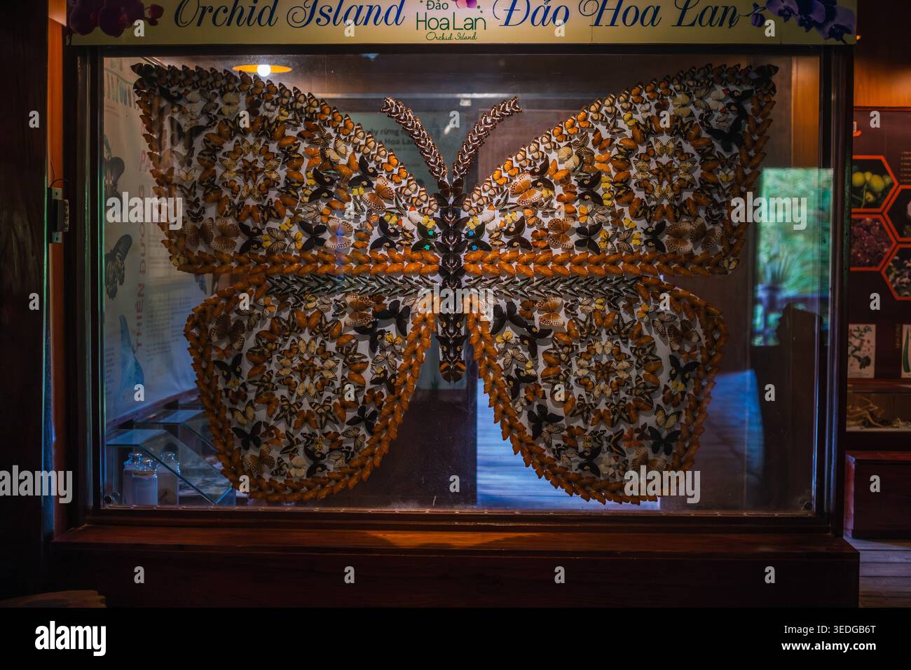 Grande vitrine en mosaïque papillon Wing Banque D'Images