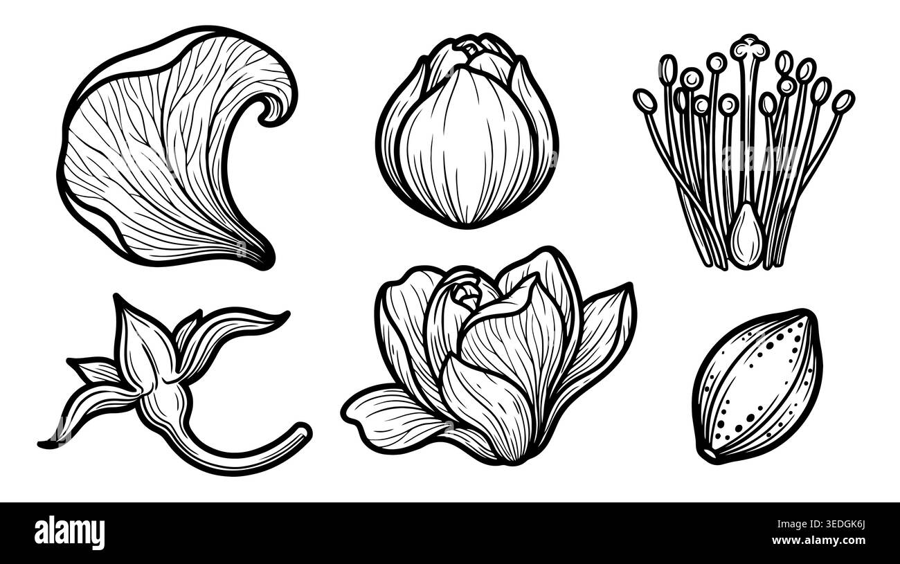 Illustration botanique détaillée dessinée à la main montrant des parties de fleurs, des pétales, des bourgeons en fleurs, des étamines et l'anatomie du pistil. Illustration de Vecteur
