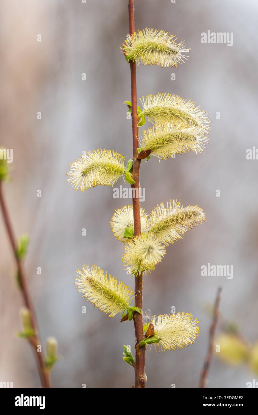 La nature se réveille au printemps. Brindilles de saule en fleurs et chatons de saule à fourrure, appelés phoques ou chats. Dimanche des palmiers. Saule houx, Salix caprea Banque D'Images
