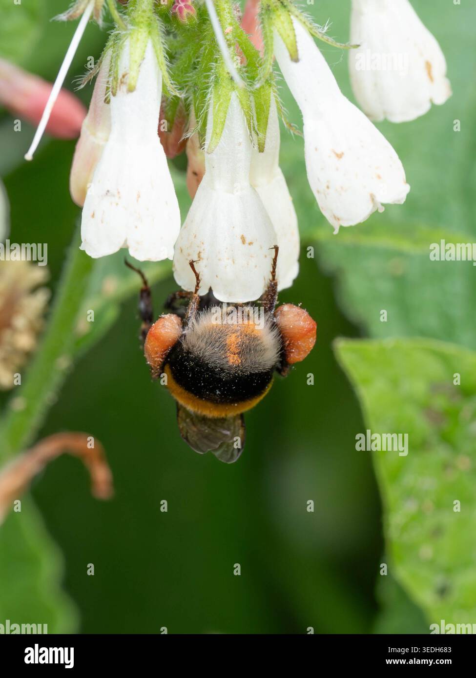 Bio Diversity - Bumbleebee entièrement emballé avec du pollen orange sur une fleur blanche photo de haute qualité Banque D'Images