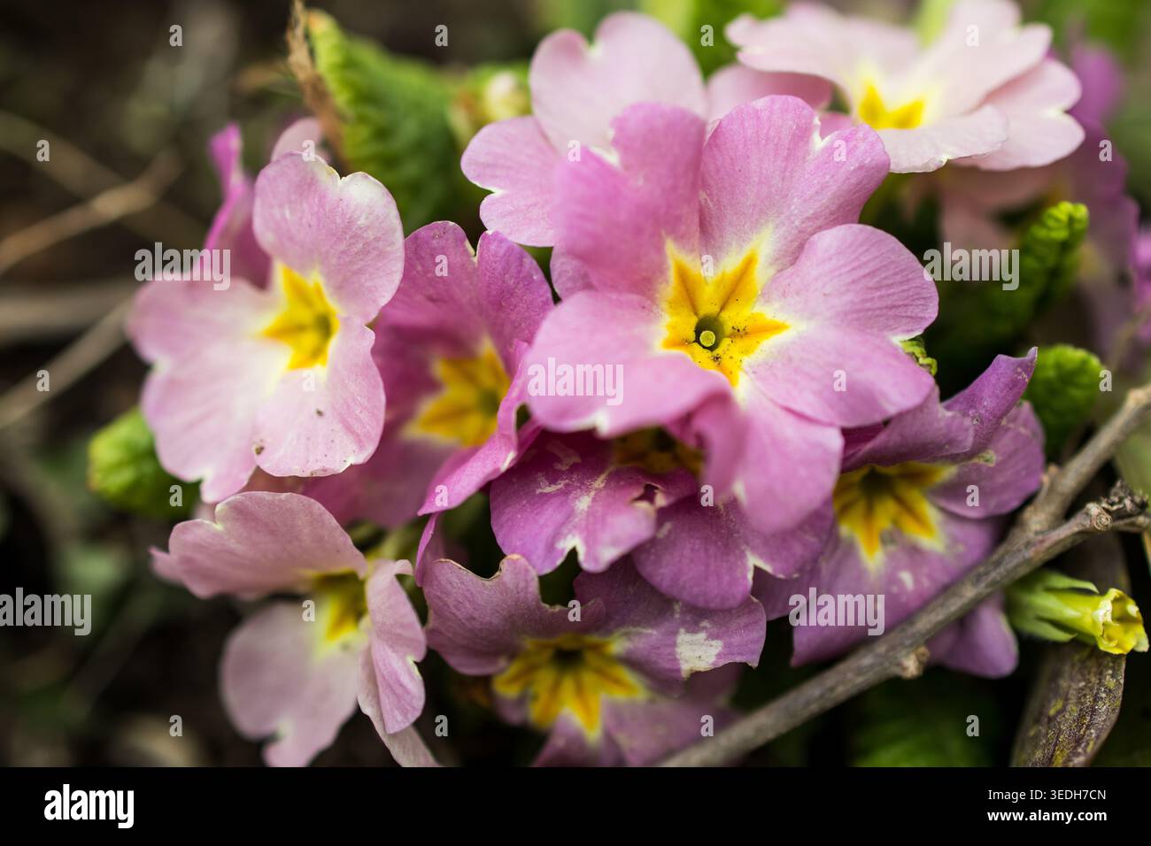 Les pétales d'primevère vifs se chevauchent en un bouquet serré montrant des centres d'étoiles jaunes et de minuscules taches de terre. Une étude riche de texture et de couleur d'une bloomine Banque D'Images