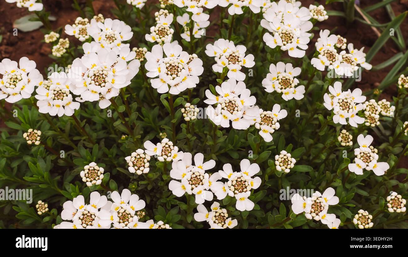 Grappe dense de petites fleurs de printemps blanches avec feuillage vert pour fond de couvre-sol de jardin et utilisation de conception florale Banque D'Images