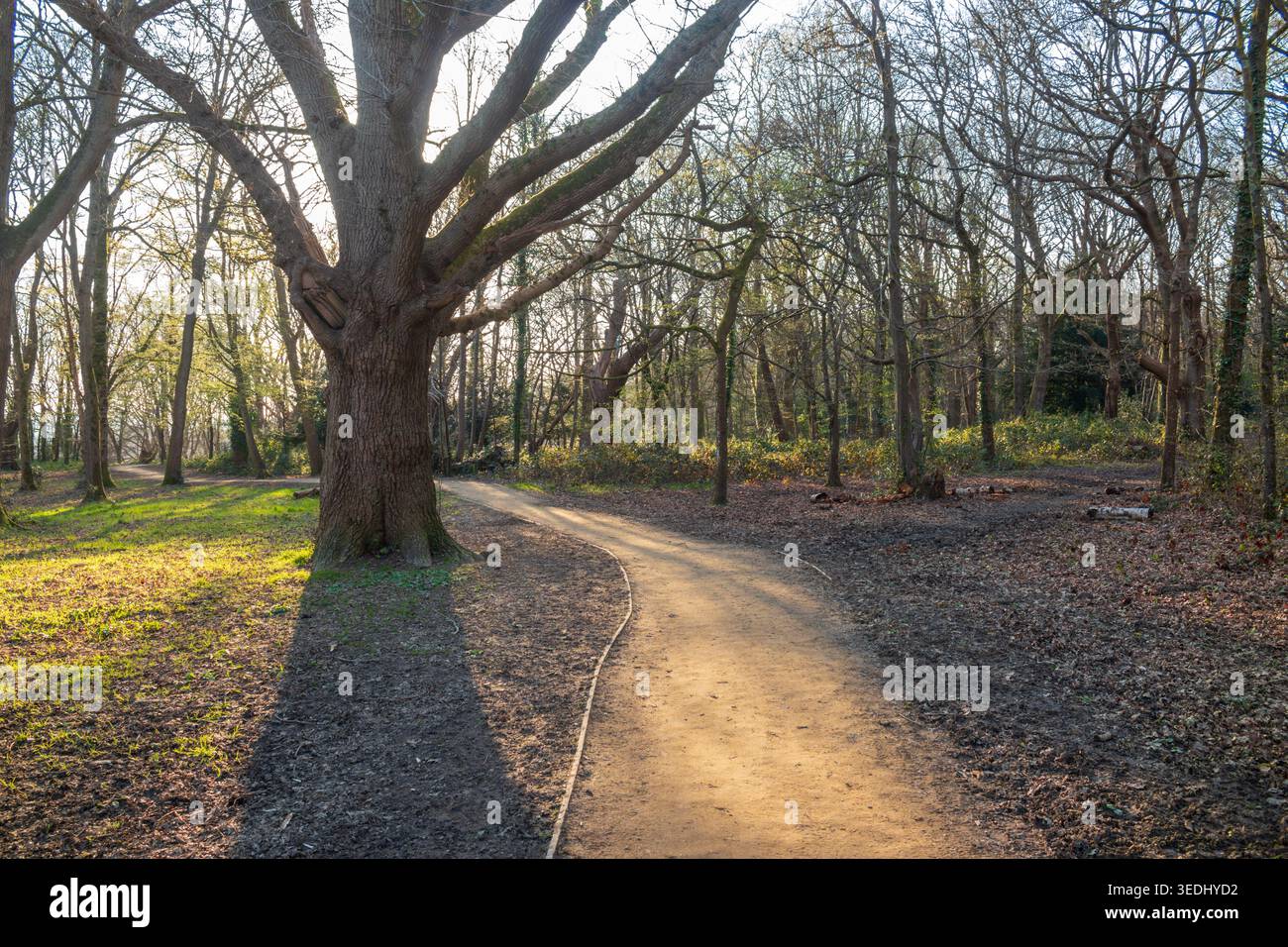 Chemin à travers Rusthall Common au coucher du soleil, Tunbridge Wells, Kent, Royaume-Uni Banque D'Images