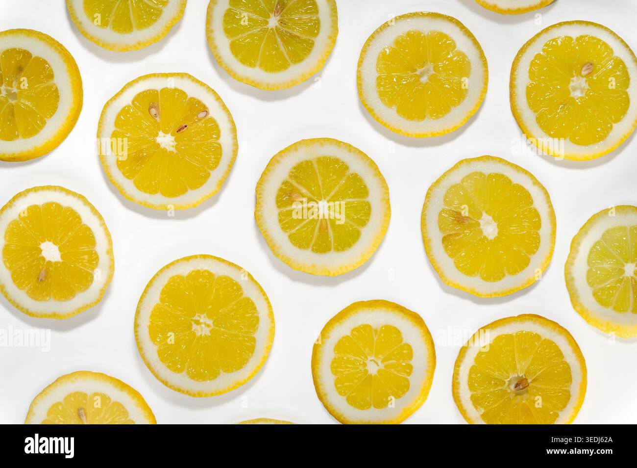 Plusieurs tranches de citron frais disposées dans un motif plat sur un fond blanc, montrant la pulpe jaune juteuse et la moelle blanche dans un ph alimentaire minimaliste Banque D'Images