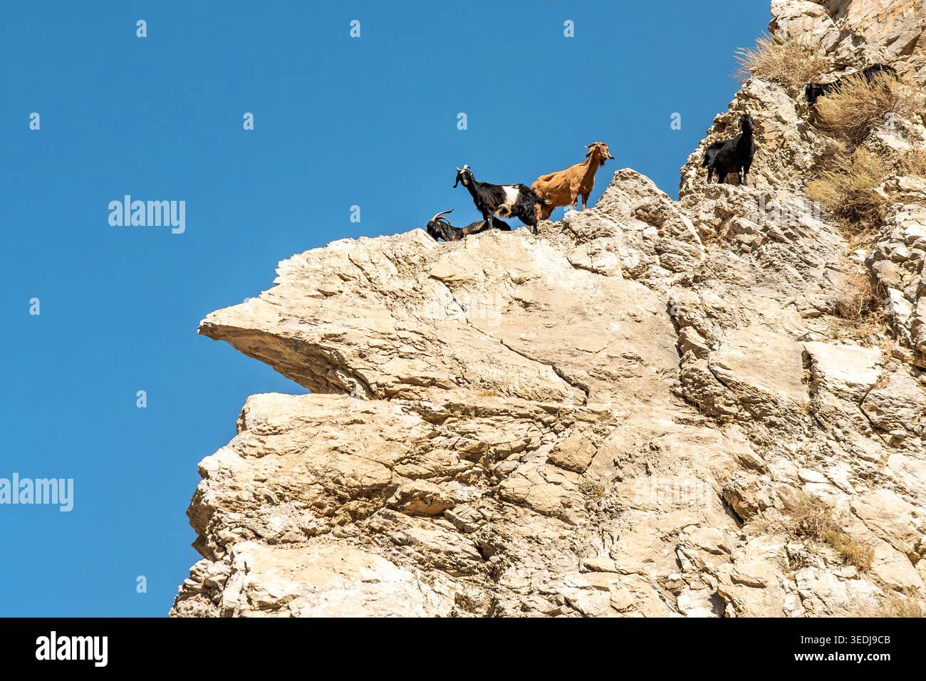Chèvres de montagne et chèvres debout sur une pente de falaise rocheuse sur un fond de ciel bleu clair. Banque D'Images