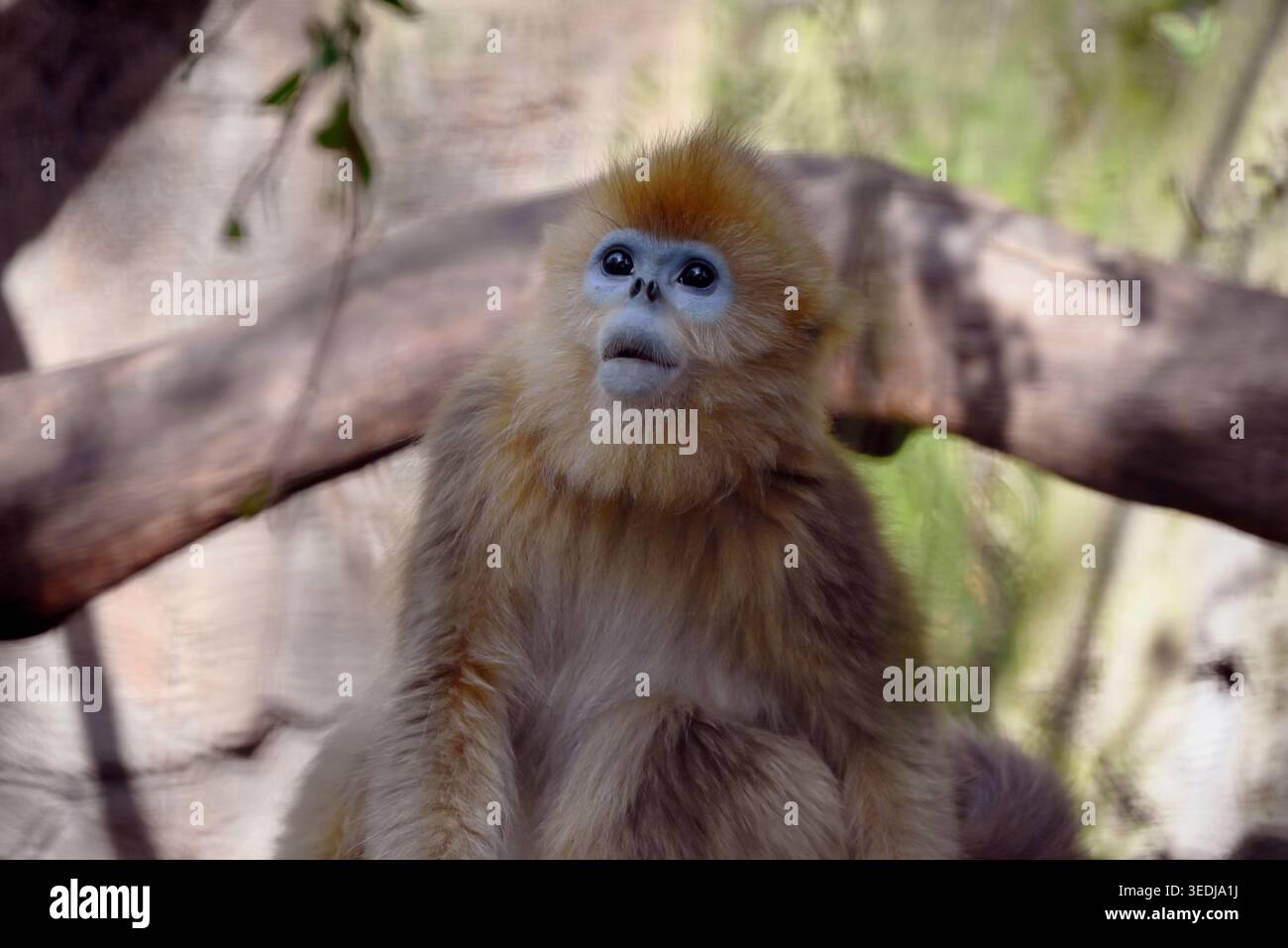 un mignon singe doré au nez nub levé les yeux dans le zoo Banque D'Images