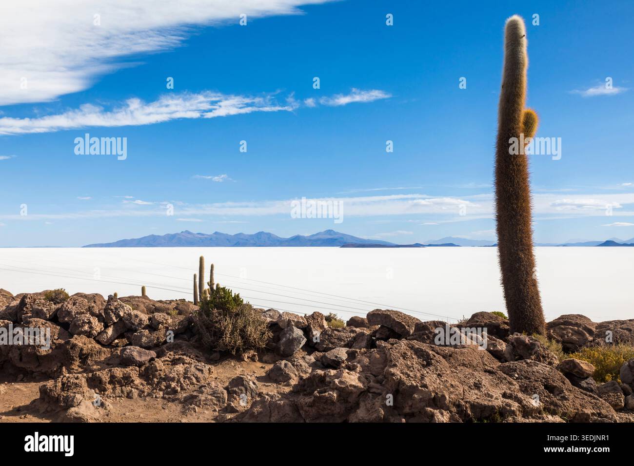 Un imposant cactus colonnaire s'élève de façon spectaculaire d'un éperon rocheux sur l'Isla Incahuasi, surplombant l'immense étendue blanche du Salar de Uyuni, le Wor Banque D'Images