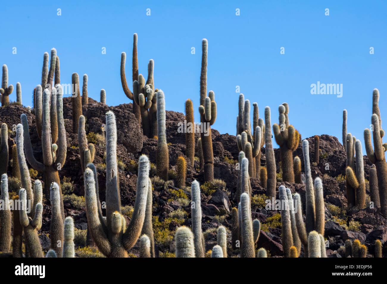 Une colonie dense de cactus géants de cardón (Echinopsis atacamensis) couvre une colline rocheuse volcanique près d'Uyuni dans le département de Potosí en Bolivie. Ces s Banque D'Images