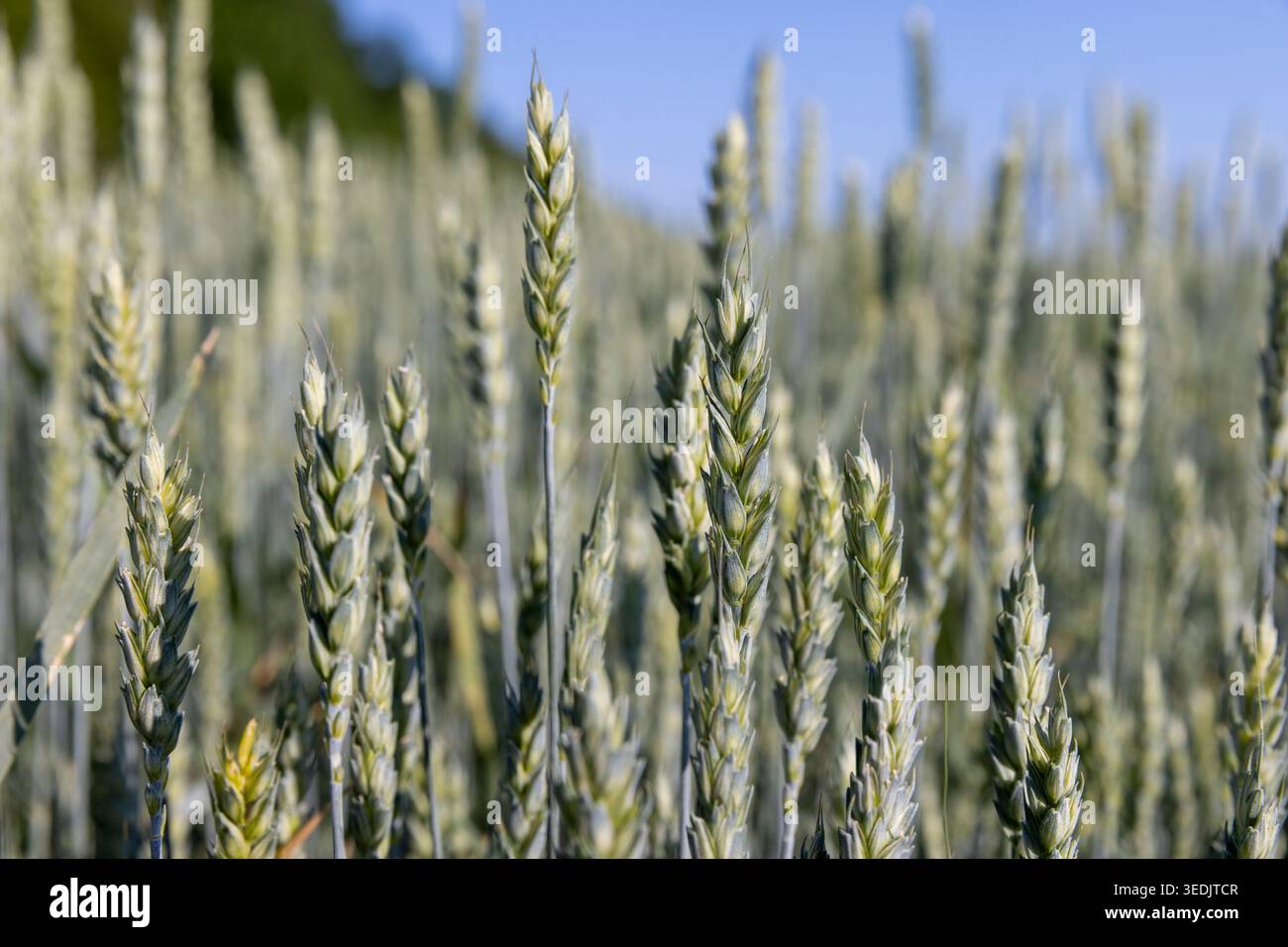 Le blé pousse dans un champ, des oreilles vertes de jeune blé avec des oreilles fines contre un ciel bleu par une journée ensoleillée avec des détails clairs et une texture de grain organique. Banque D'Images
