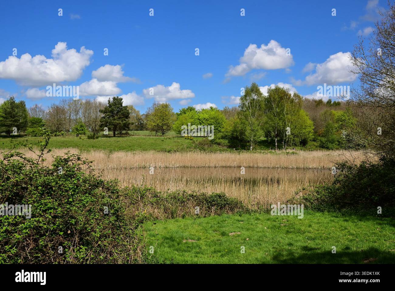 Printemps près de la rivière Wensum près de Pensthorpe, Norfolk, Angleterre, Royaume-Uni Banque D'Images