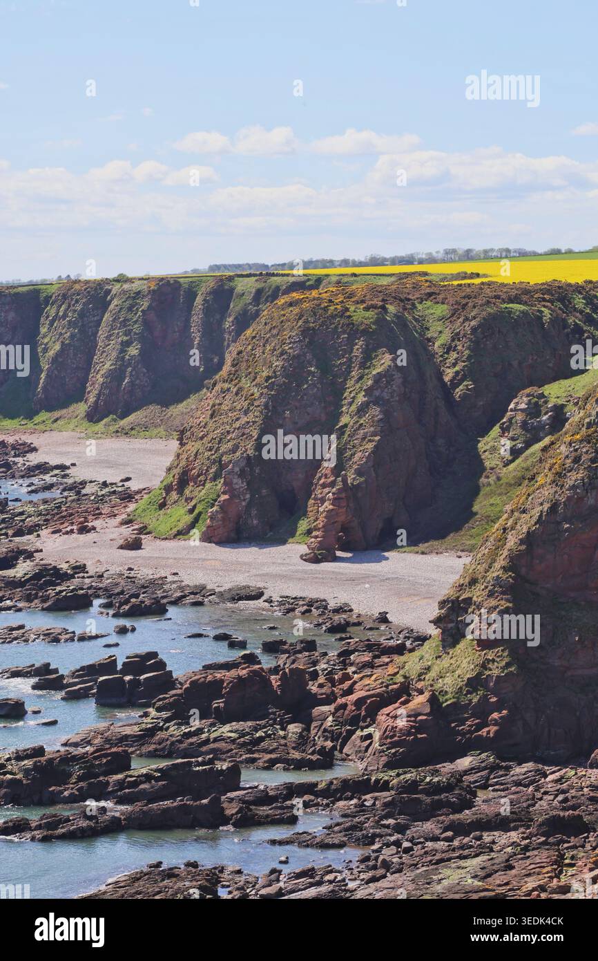 Falaises de grès rouge près d'Ethie Angus Écosse mai 2026 Banque D'Images