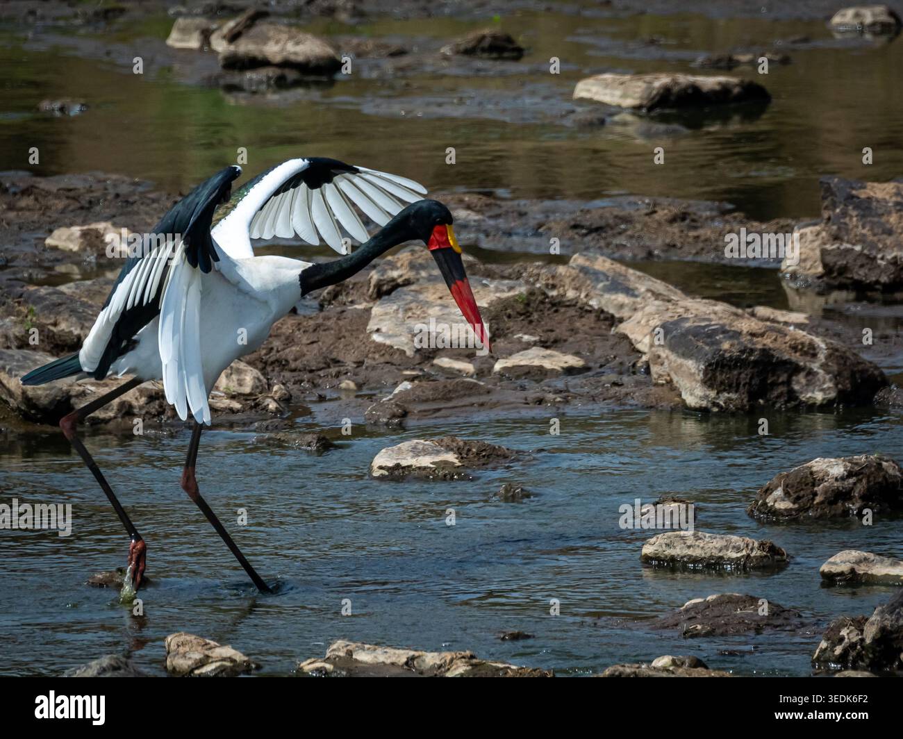 parfois, vous conduisez dans la savane ou les prairies et vous obtenez un traitement spécial : la cigogne selle. oiseau étonnant à photographier et à observer. Banque D'Images