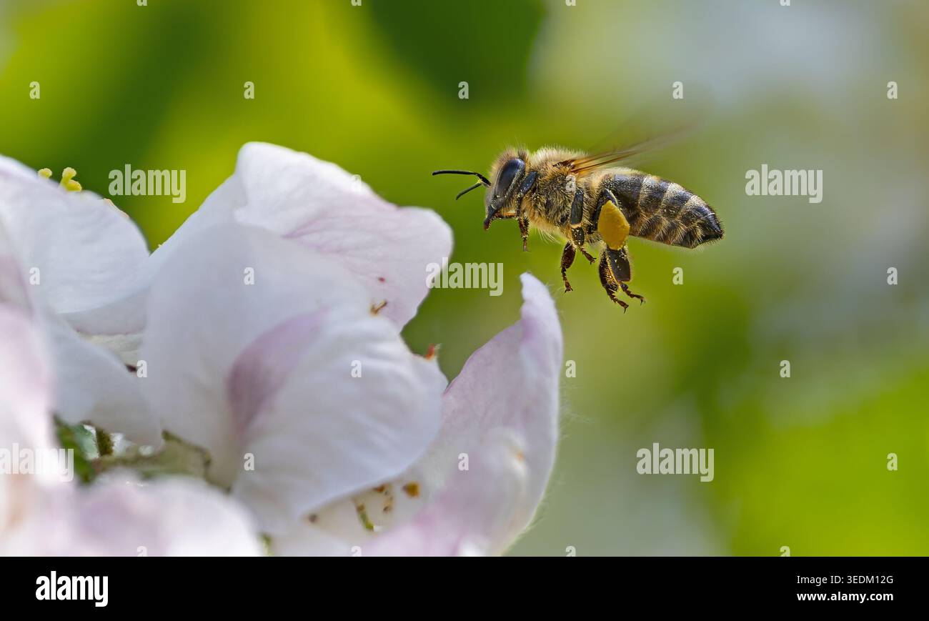 Gros plan d'une abeille à miel volante lourdement chargée (Apis mellifera) à une fleur de pommier blanc Banque D'Images