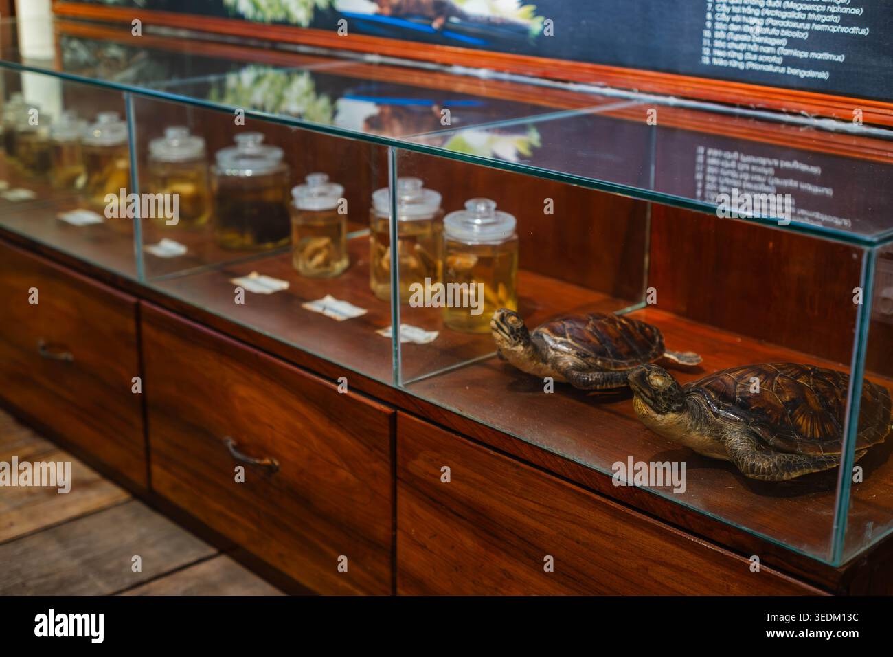 Exposition sur la faune et la flore du musée d'histoire naturelle Banque D'Images