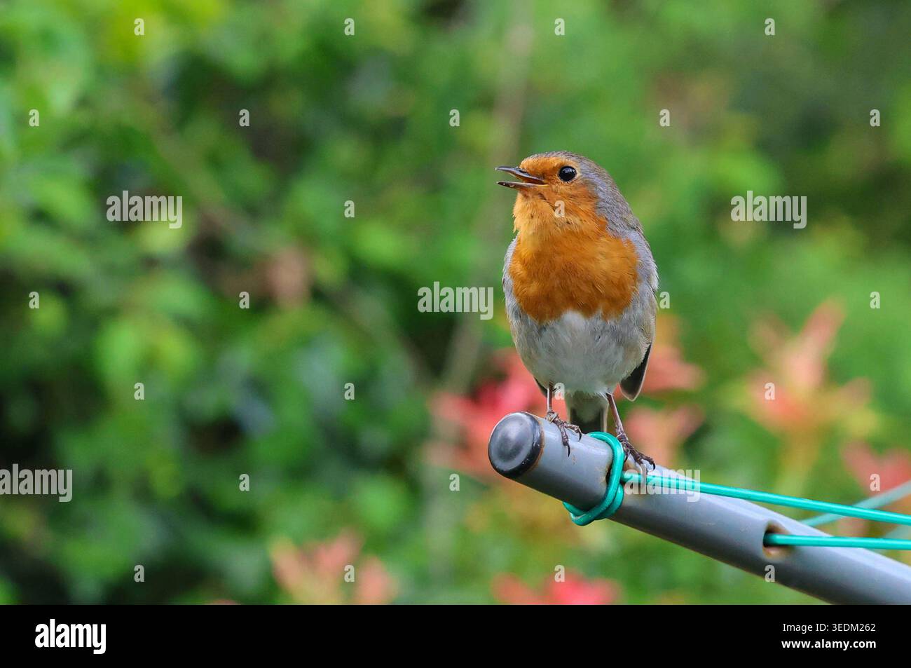 Moira, County Down, Irlande du Nord, Royaume-Uni. 06 mai 2026. Météo britannique - légèrement plus fraîche dans la brise SSE, les nuages inégaux, le soleil et les averses. Un robin perché gazouillant sur un séchoir rotatif après une douche de pluie. Crédit : CAZIMB/Alamy Live News. Banque D'Images