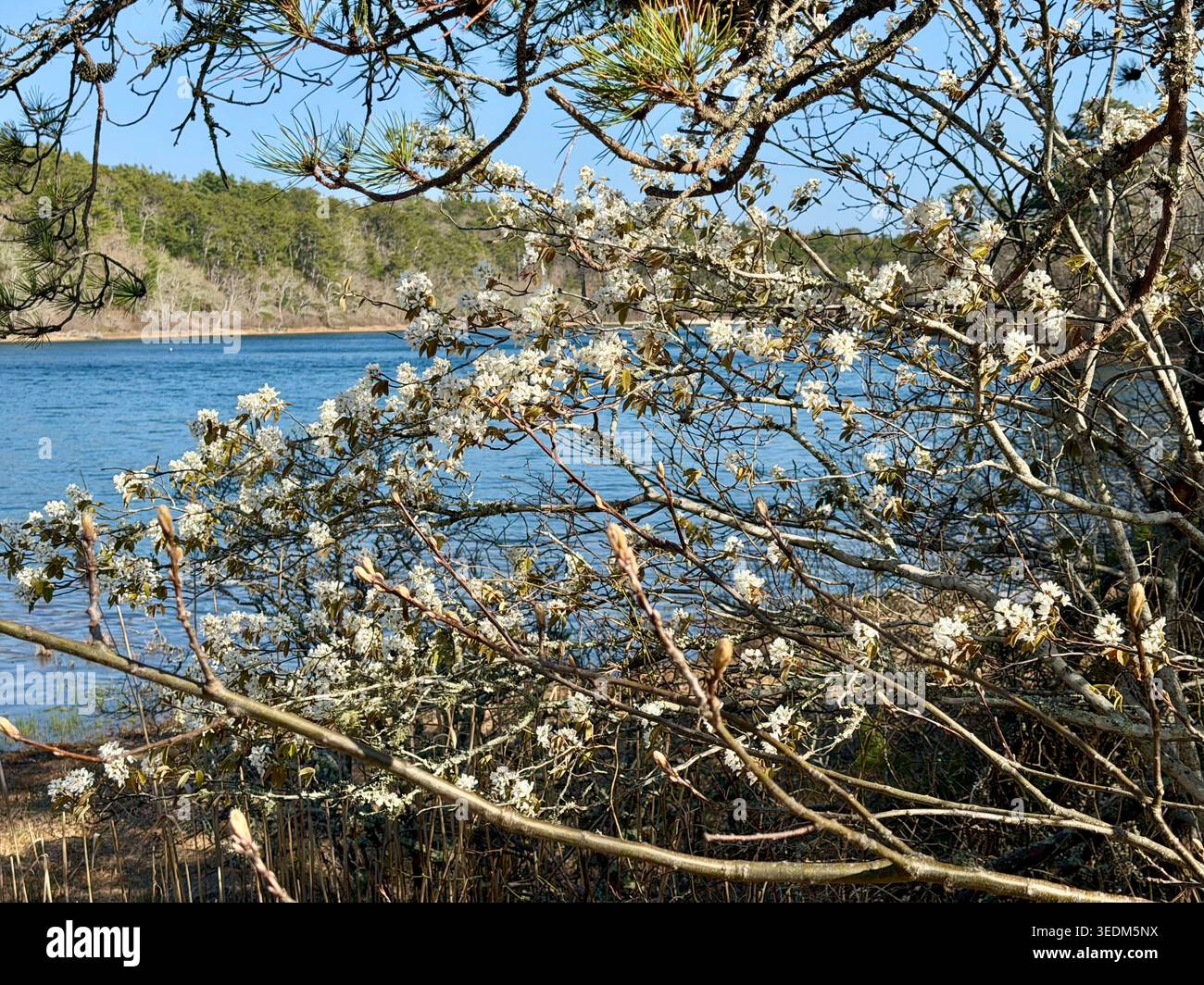Serviceberries pousse au printemps dans le Nickerson State Park, Brewster, Massachusetts Banque D'Images