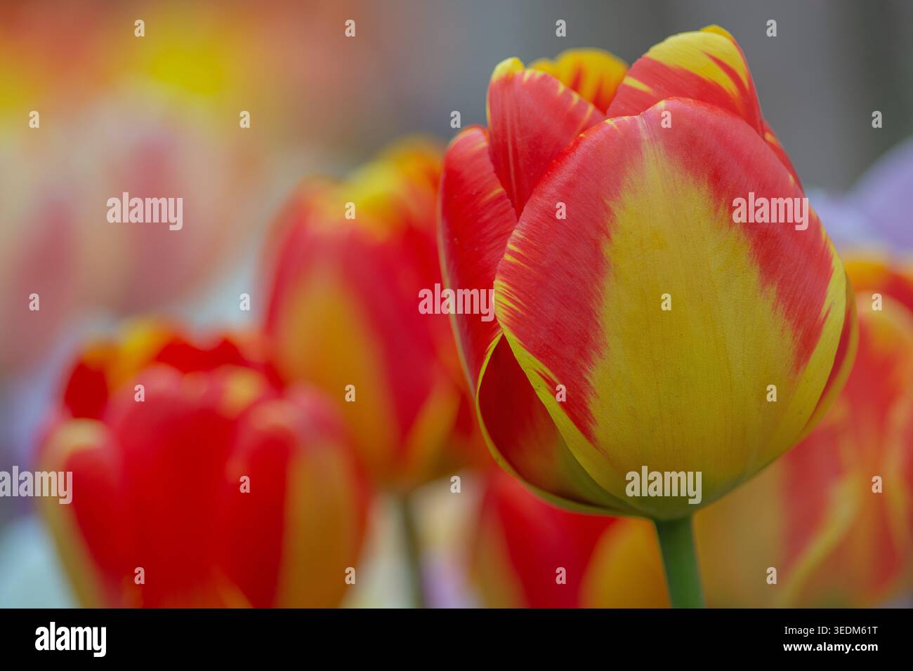 Fleur de tulipe jaune et rouge, tulipe 'Banja Luka', variété hybride Darwin Banque D'Images