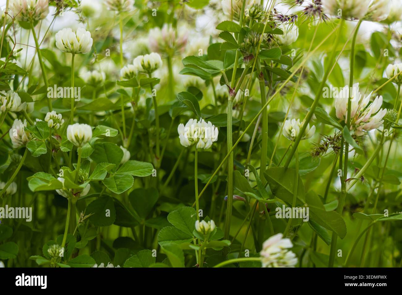 Fleurs de trèfle blanc parmi les feuilles vertes fraîches et l'herbe dans un pré naturel. Une lumière douce et une végétation dense créent un arrière-plan botanique calme Suitab Banque D'Images