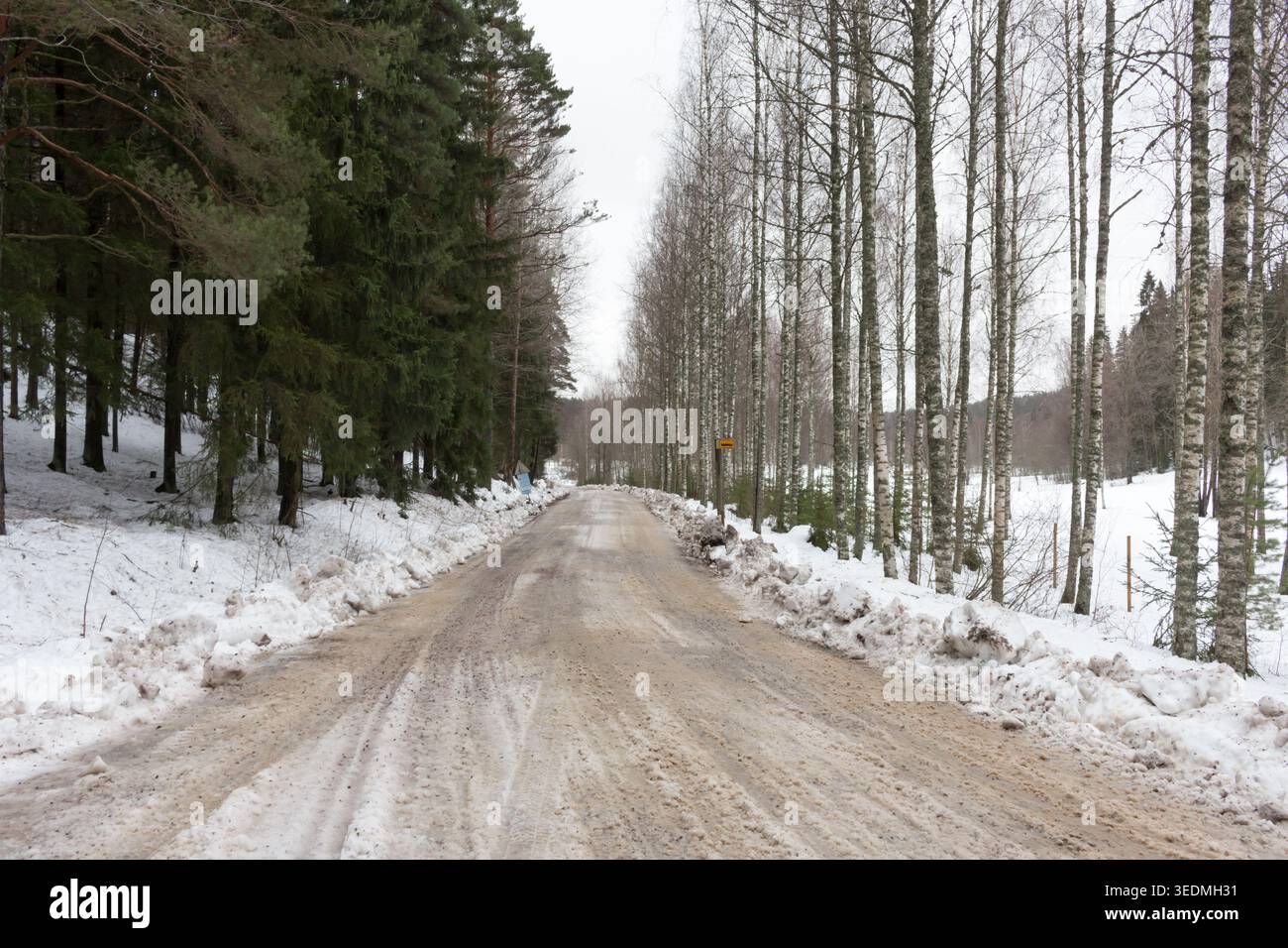 Forêt finlandaise en hiver. Espoo, Finlande. Banque D'Images