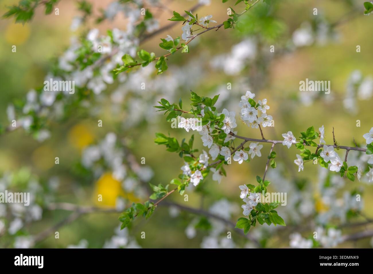 Macro-étude florale montrant des pétales et des étamines clairement focalisées, un ton scientifique avec des veines visibles, une structure et des parties reproductrices délicates pour la réécoute Banque D'Images