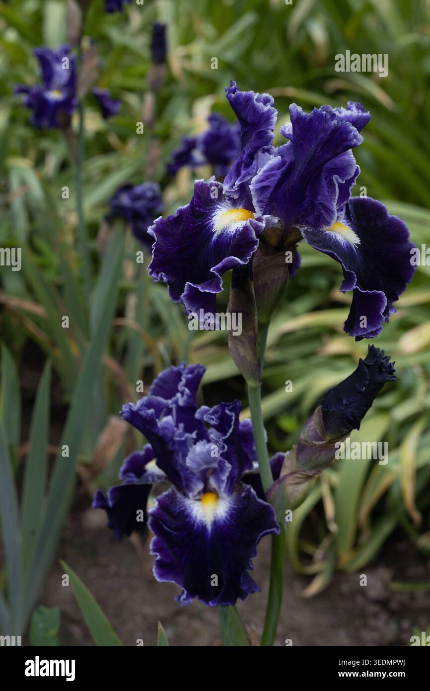 Fleurs d'iris 'Dark Universe'. Banque D'Images