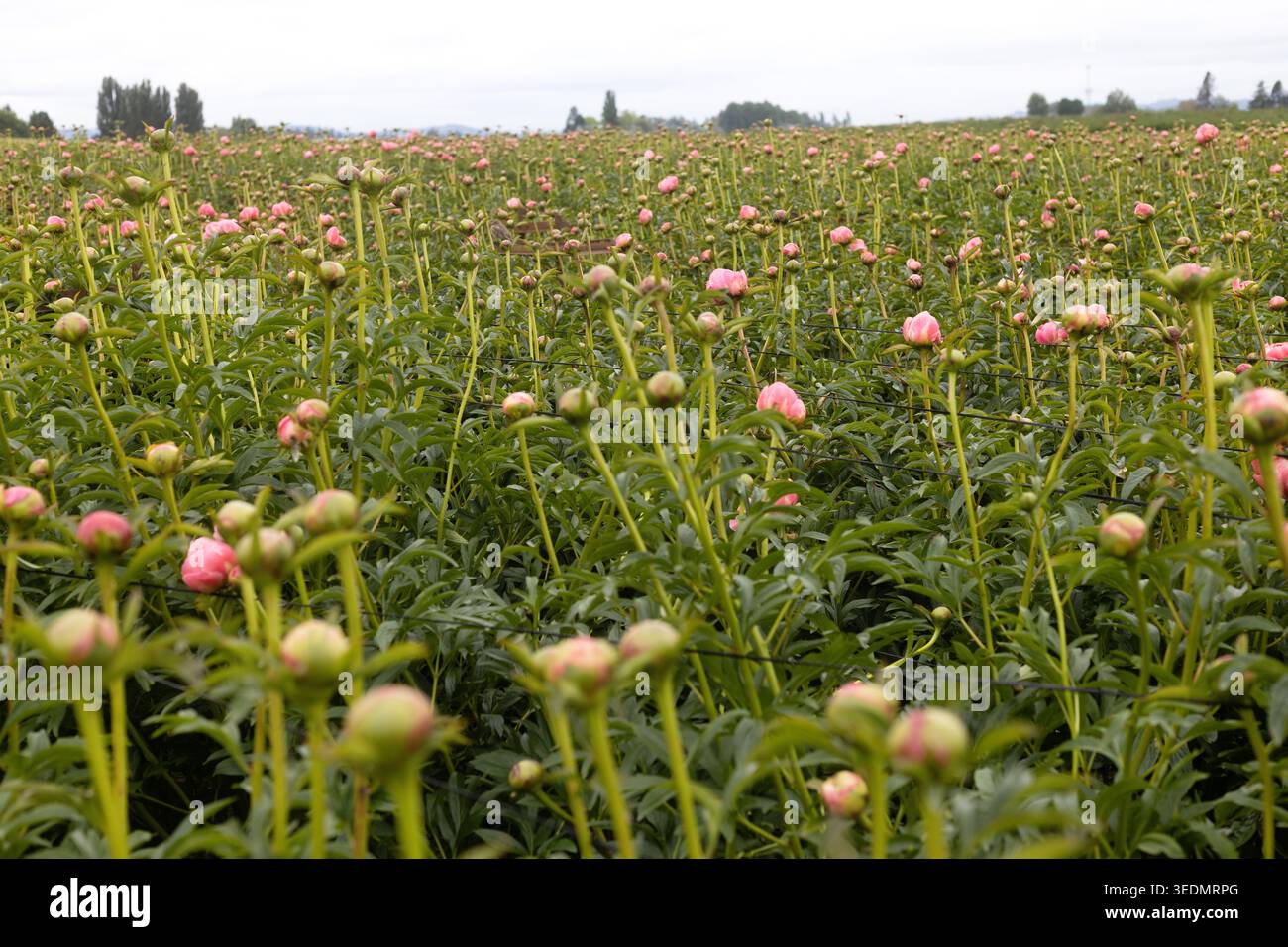 Nouvelles fleurs de pivoine et bourgeons poussant dans un champ. Banque D'Images
