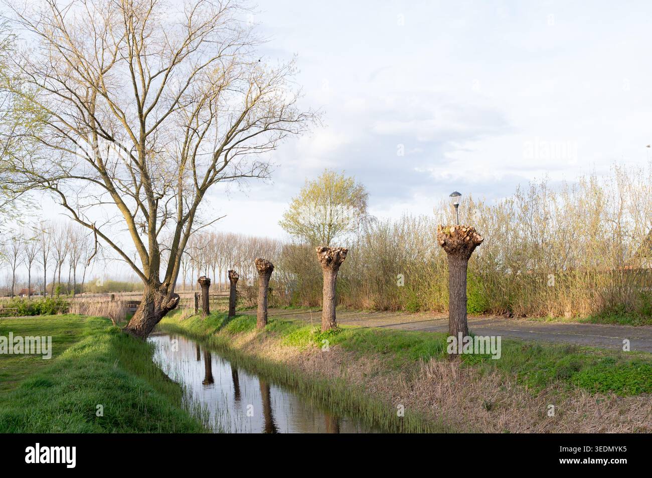 Campagne sereine avec réflexion de l'eau. Terre tranquille avec saules et eau Banque D'Images