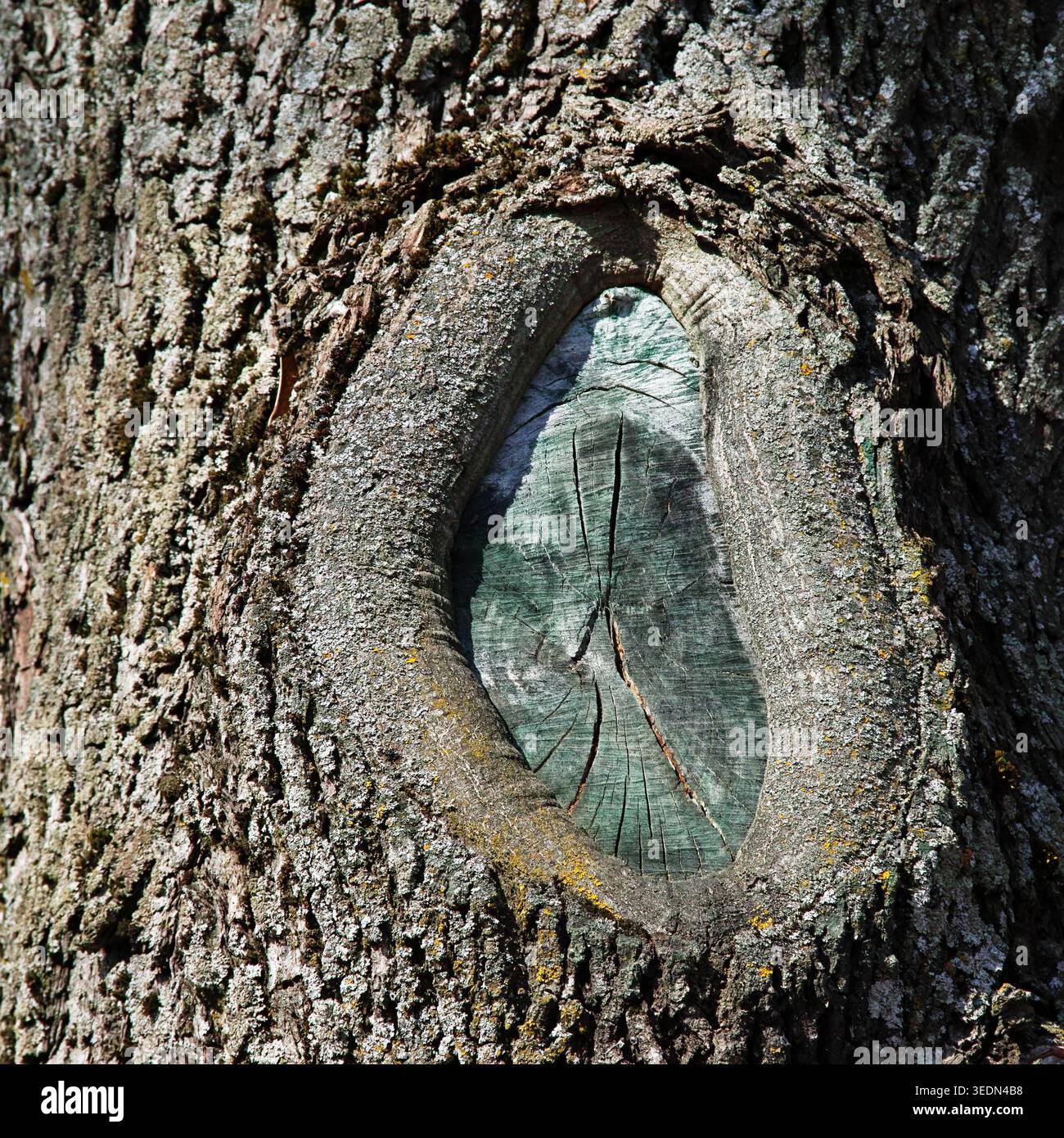 Grand creux ensoleillé distinct sur l'écorce dure d'un vieil arbre gros plan Banque D'Images