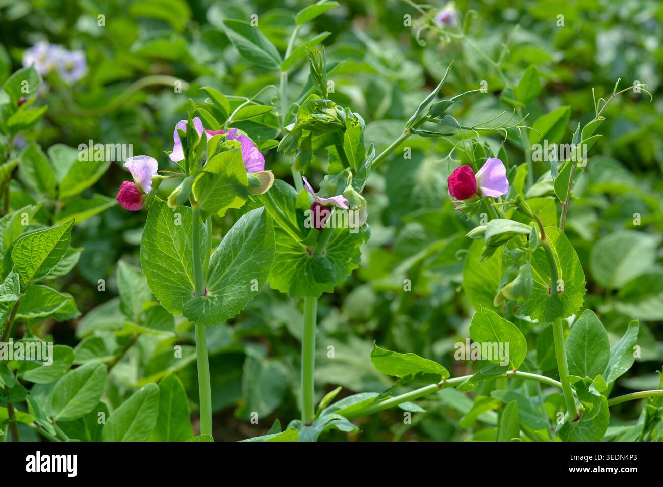 Gros plan de plantes de pois en fleurs avec des fleurs roses et violettes poussant dans un jardin verdoyant ou un champ agricole pendant l'été. Agriculture biologique et v Banque D'Images