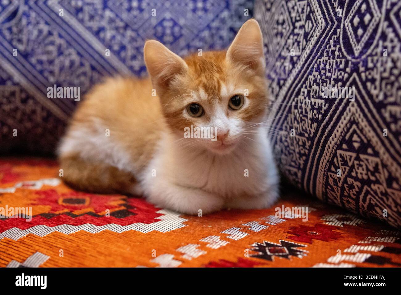 Un chaton tabby orange et blanc repose paisiblement sur des coussins vibrants et traditionnels de style marocain, regardant vers l'avant avec de larges yeux. Banque D'Images