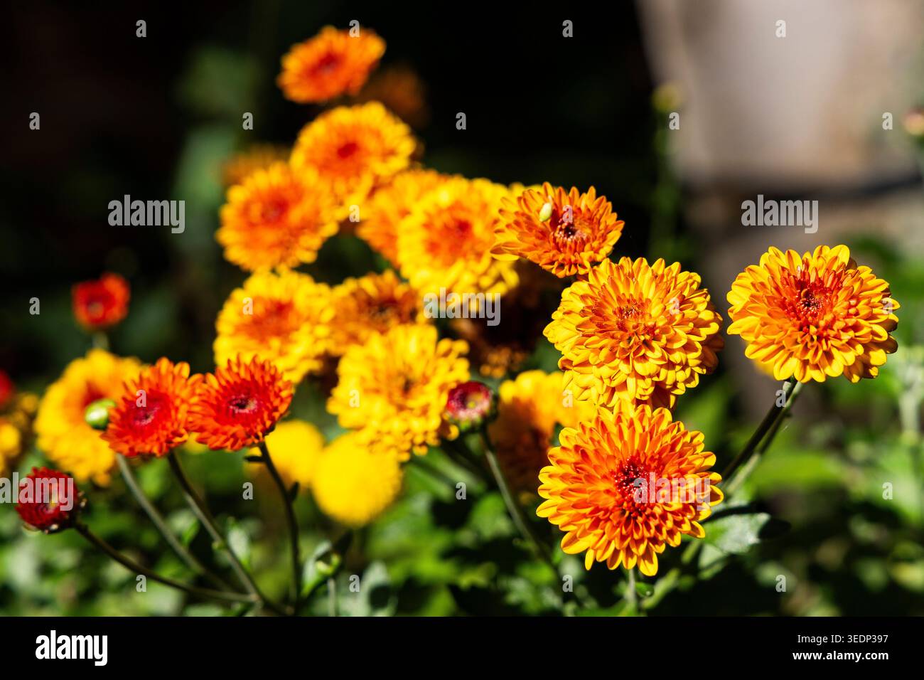 Gros plan de Chrysanthemum morifolium avec des pétales intenses dans un cadre naturel extérieur. Banque D'Images