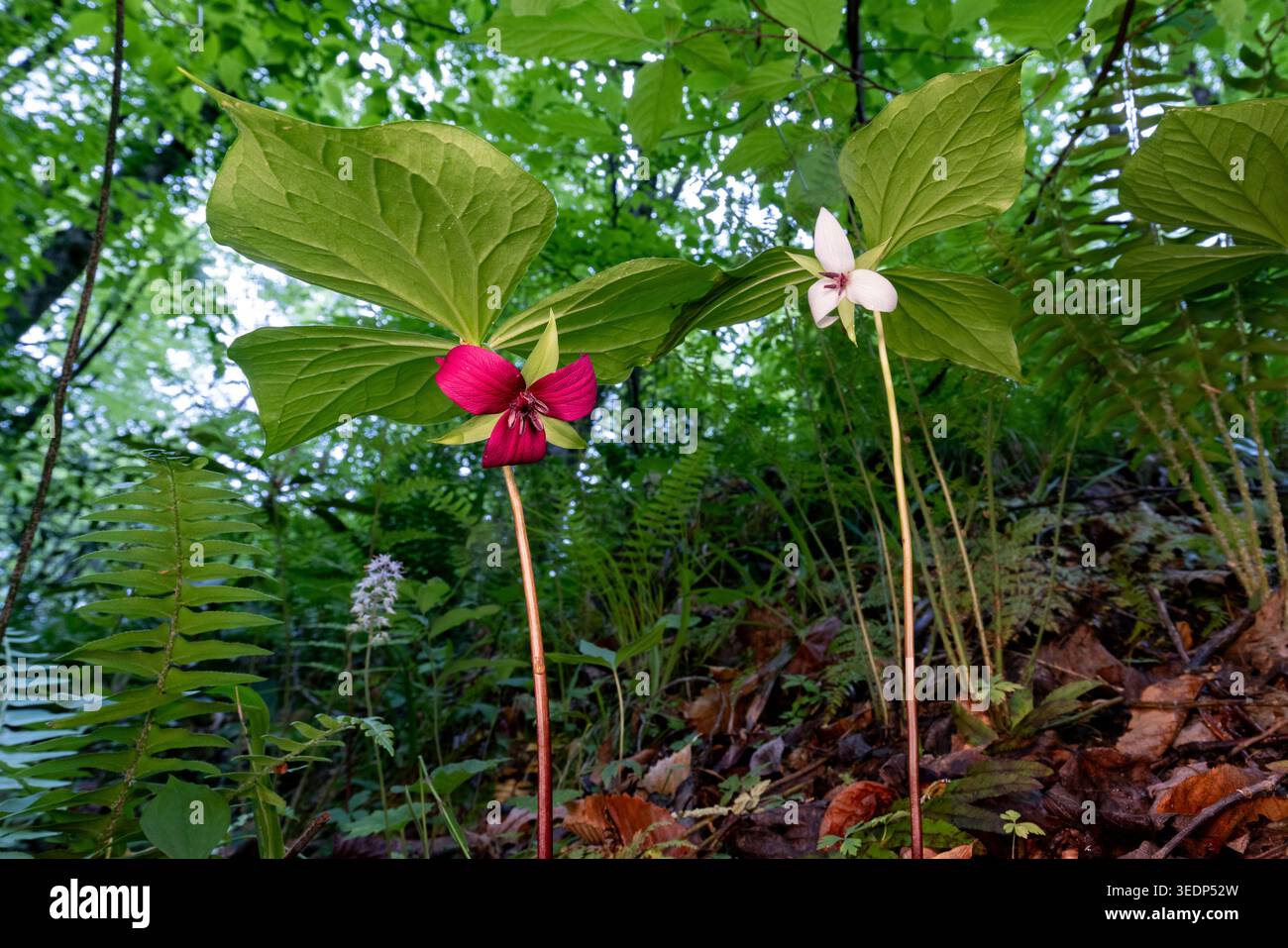 Hochant la tête du Sud Trillium (Trillium rugelii) avec potentiel hybride de Vasey - Pisgah National Forest, Brevard, Caroline du Nord, États-Unis Banque D'Images