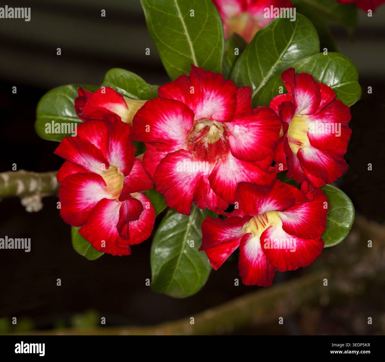 Grappe de spectaculaires fleurs rouges et blanches vives d'Adenium obesum, rose du désert africain, avec des feuilles vert foncé brillantes sur fond noir Banque D'Images