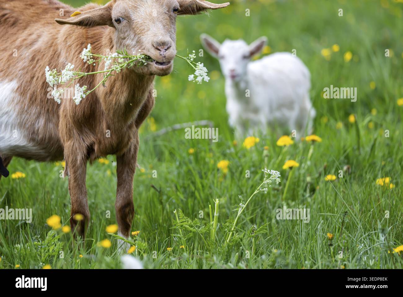 Chèvres sur un pâturage dans le Jura souabe. Les animaux sont utilisés comme défenseurs du paysage. Johann, Baden-Wuerttemberg, Allemagne Banque D'Images