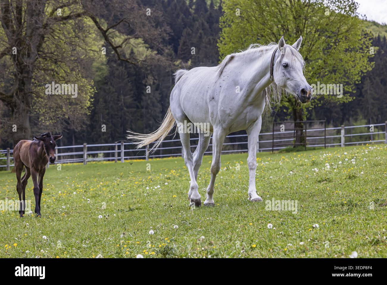 Pâturage de poulains à Marbach main et State Stud. Juments arabes avec leurs poulains. Le haras est un point de contact important pour les éleveurs de chevaux et les equestri Banque D'Images
