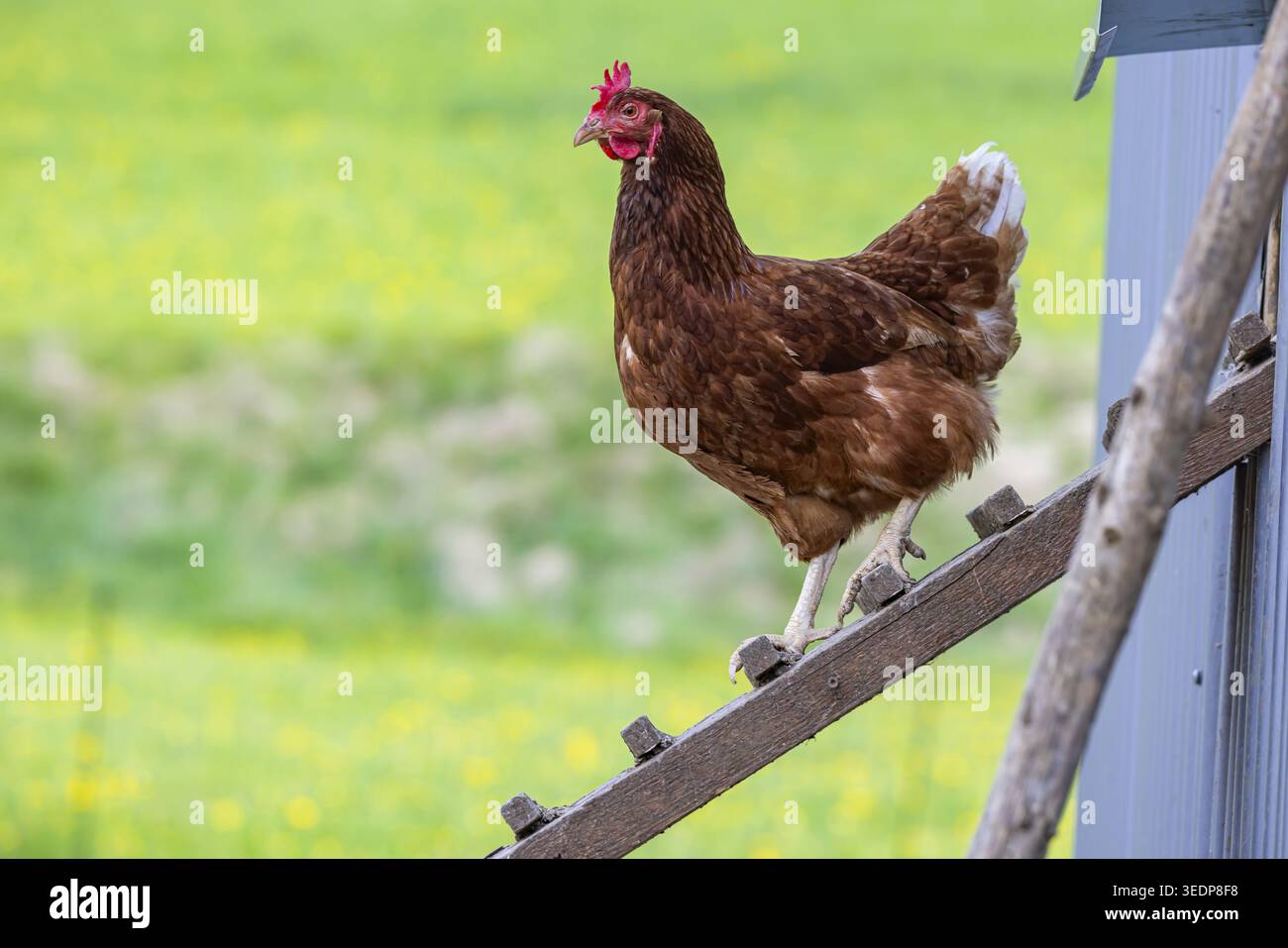 Des poulets et un coq sur un pâturage de volaille avec une sortie. Johann, Baden-Wuerttemberg, Allemagne Banque D'Images