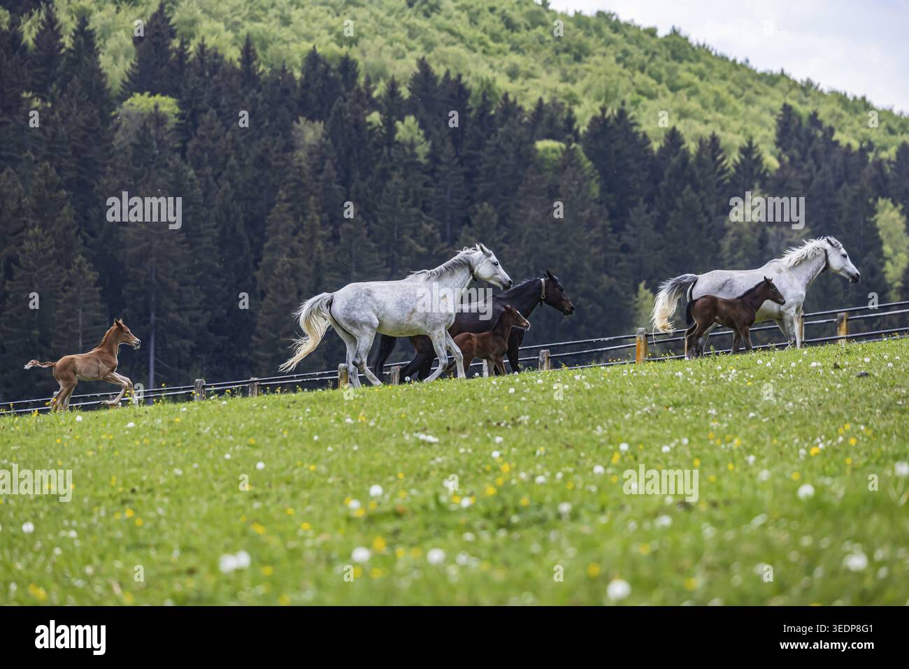 Pâturage de poulains à Marbach main et State Stud. Wuerttemberger Warmblood avec leurs poulains. Le goujon est un point de contact important pour les éleveurs de chevaux A. Banque D'Images