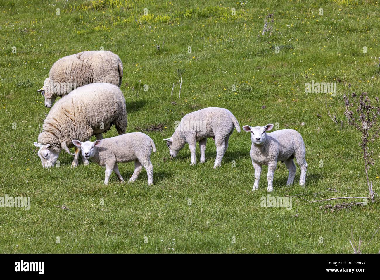Moutons et agneaux paissent dans un pré. Paysage du Jura souabe. Gomadingen, Bade-Wuertemberg, Allemagne Banque D'Images