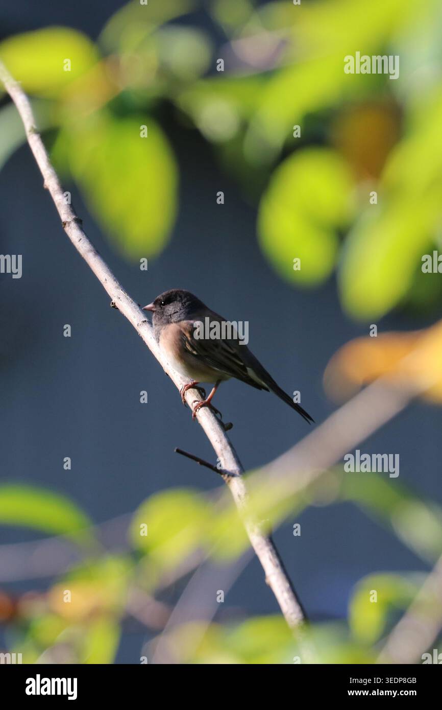 Un Junco aux yeux foncés (Junco hyemalis) perché parfaitement sur une branche d'arbre. Banque D'Images