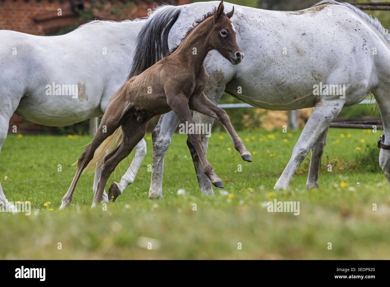 Pâturage de poulains à Marbach main et State Stud. Juments arabes avec leurs poulains. Le haras est un point de contact important pour les éleveurs de chevaux et les equestri Banque D'Images