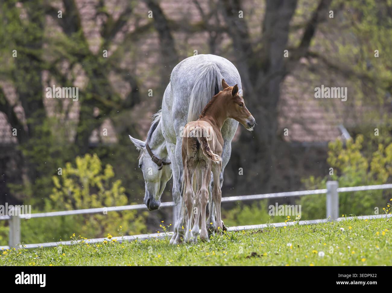 Pâturage de poulains à Marbach main et State Stud. Wuerttemberger Warmblood avec leurs poulains. Le goujon est un point de contact important pour les éleveurs de chevaux A. Banque D'Images