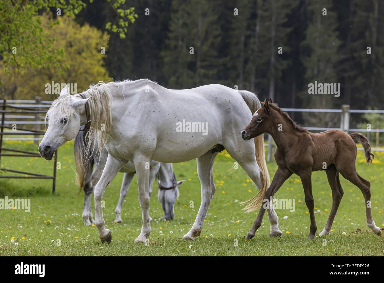Pâturage de poulains à Marbach main et State Stud. Juments arabes avec leurs poulains. Le haras est un point de contact important pour les éleveurs de chevaux et les equestri Banque D'Images
