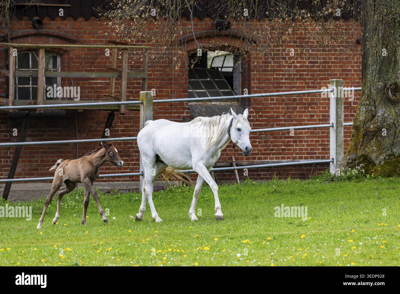 Pâturage de poulains à Marbach main et State Stud. Juments arabes avec leurs poulains. Le haras est un point de contact important pour les éleveurs de chevaux et les equestri Banque D'Images