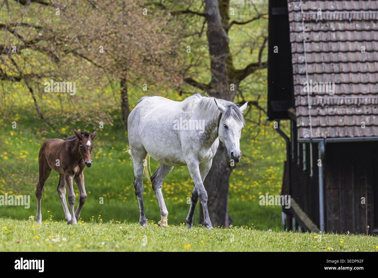 Pâturage de poulains à Marbach main et State Stud. Wuerttemberger Warmblood avec leurs poulains. Le goujon est un point de contact important pour les éleveurs de chevaux A. Banque D'Images